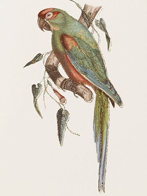 Vanilla Fly - Parrot card with gold glitter