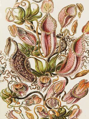 Vanilla Fly - Ceropegia card with gold glitter