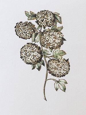 Vanilla Fly - Hydrangeas card