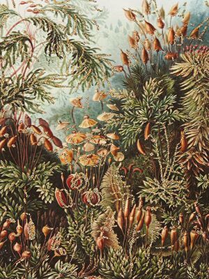 Vanilla Fly - Nature card retro with glitter